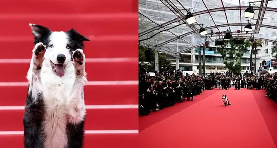Dog Messi From 'Anatomy of a Fall' Walks The Red Carpet At Cannes