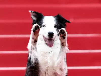Cannes 2024: Star Dog Messi From 'Anatomy of a Fall' Walks The Red Carpet At Opening Ceremony