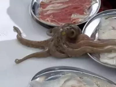 octopus moves out of a plate