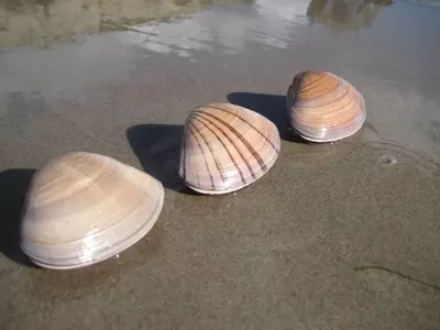 Day At The Beach Turns Nightmare As Mother Fined Rs 7 Lakhs After Her Children Picked Up 72 Clams