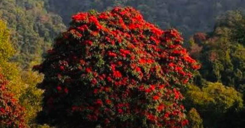 Over 100 Ft Tall Rhododendron Tree In Nagaland Holds A Guinness Record ...