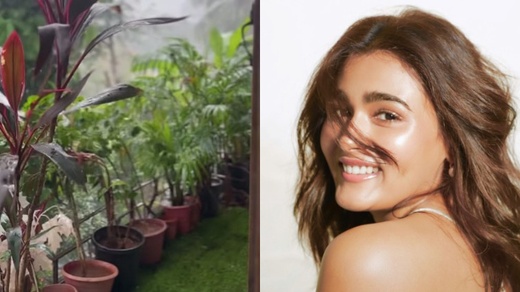 5 plants in Maharaj star Shalini Pandey