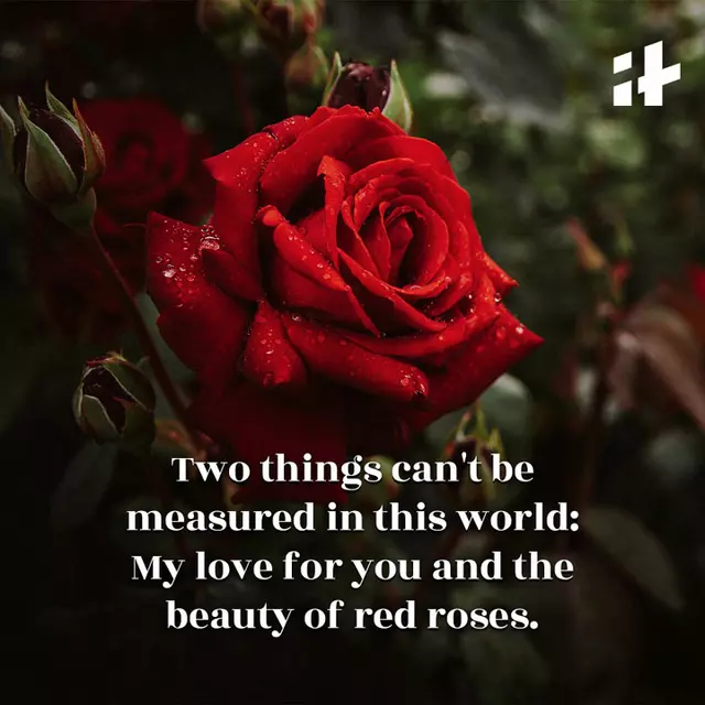 I Love Red Roses Quotes Rose Quotes Love HD Wallpapers | Pxfuel