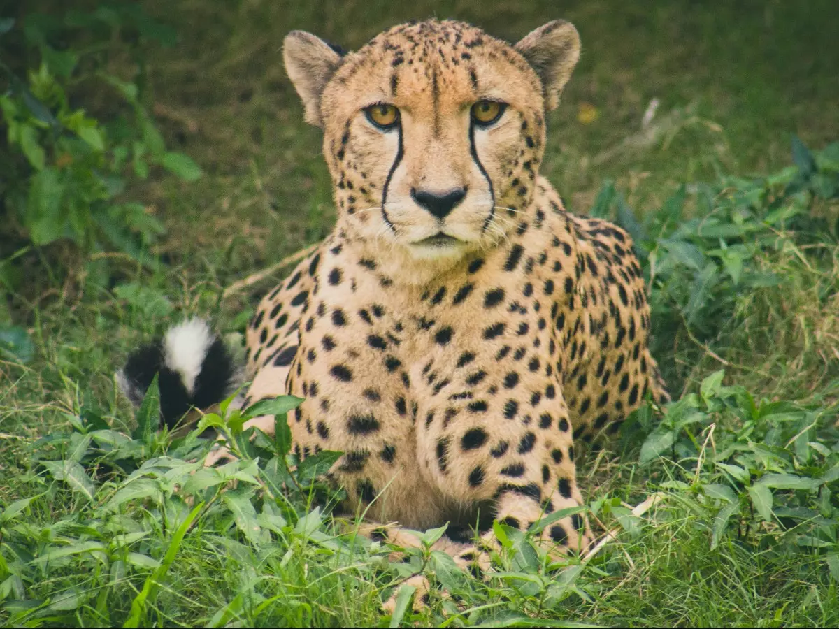 5 more cheetahs released into wild, taking the number of free ranging felines to 12 5 more cheetahs released into wild