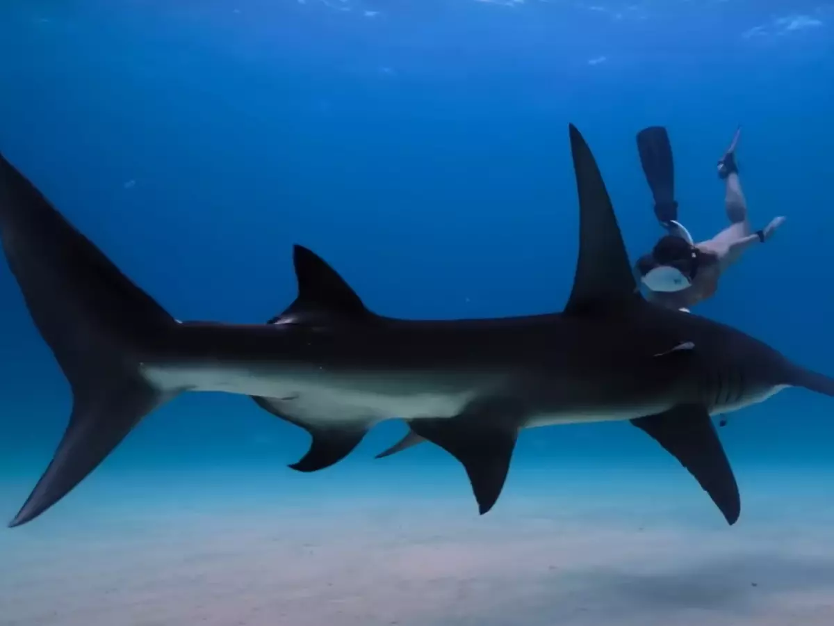 All The Sharks OTT release date Netflix All The Sharks OTT release date Netflix