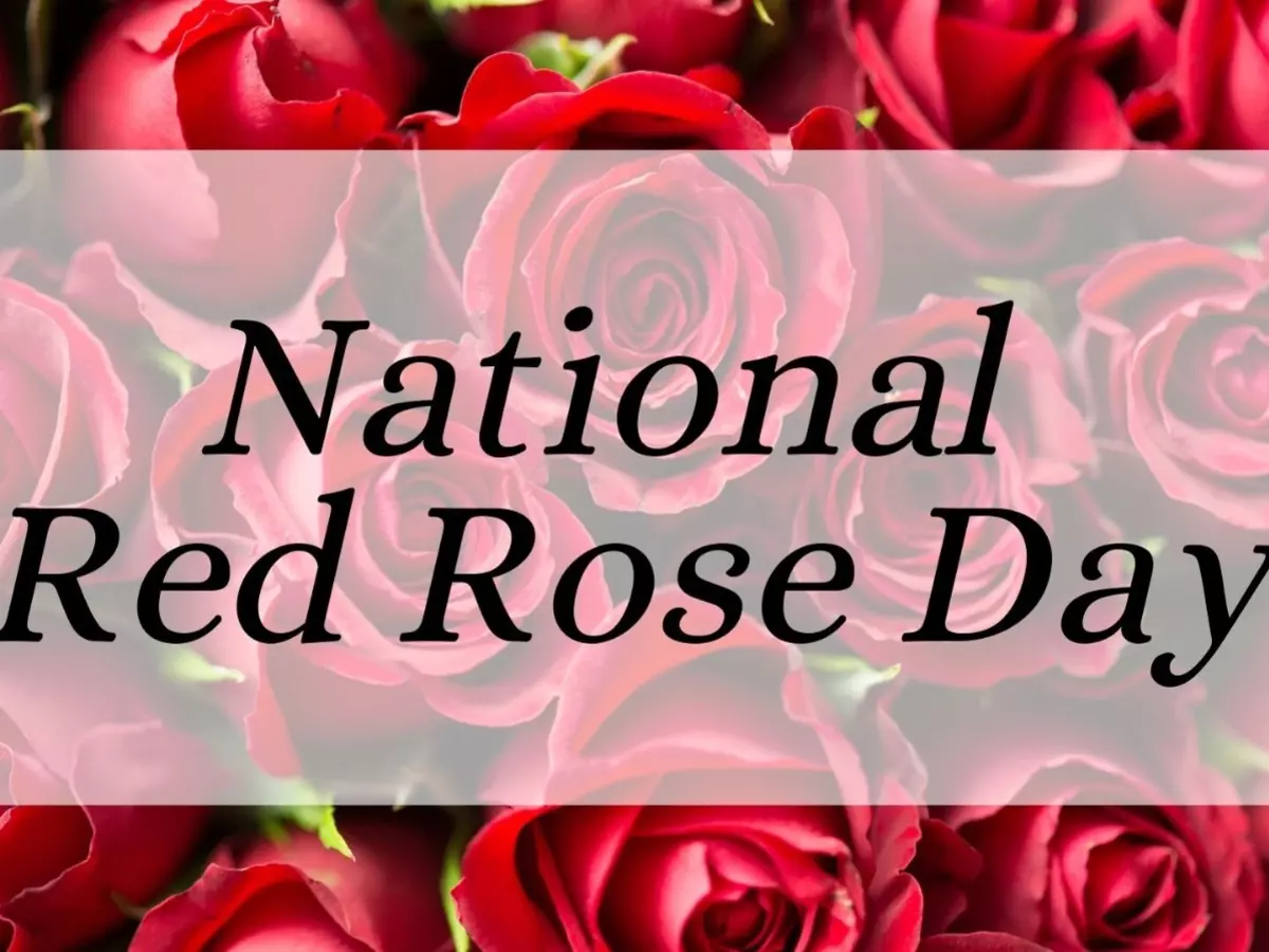 National Red Rose Day National Red Rose Day