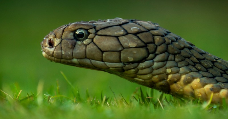 Top 10 deadliest creatures in India: How quickly can they kill an adult?