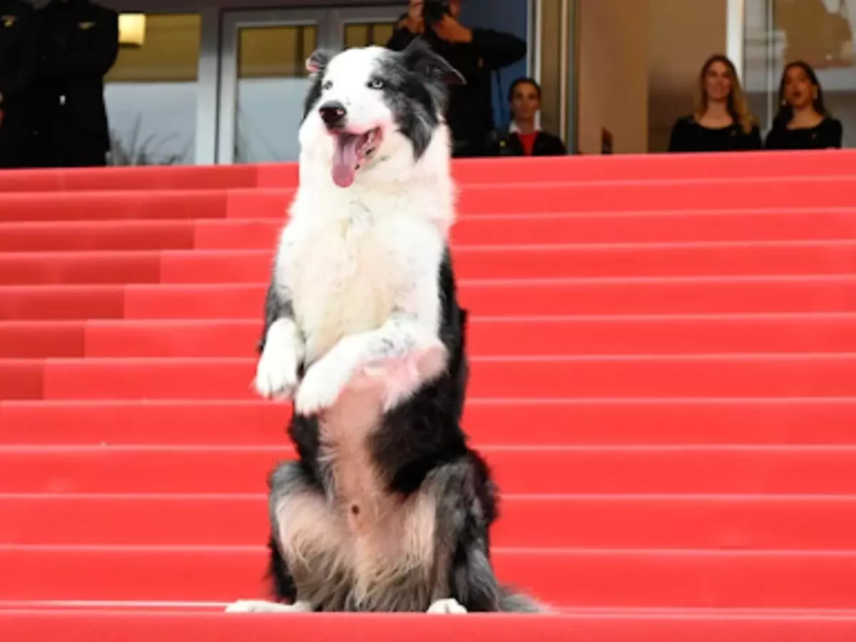 Cannes 2025: Palm Dog Woopets returns to honour iconic canine stars and real-life heroes with collars, cheers and cinema love Indiatimes