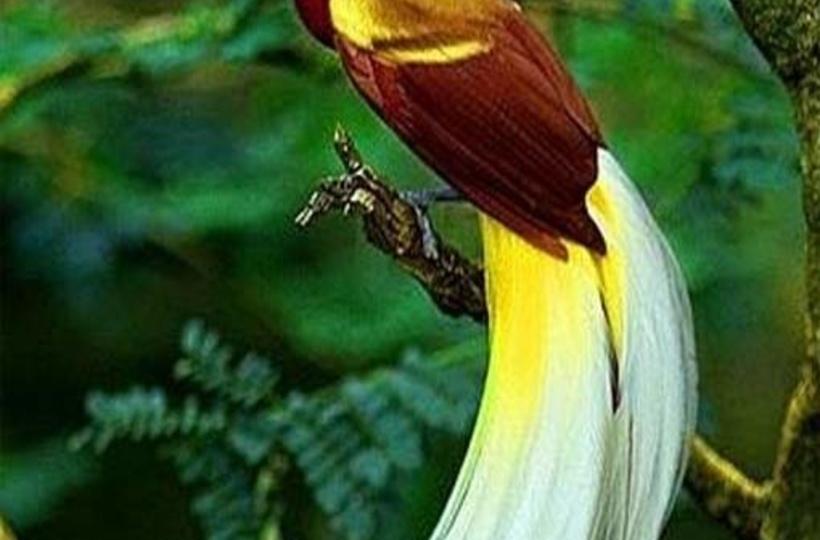 Bird Paradise - Wikipedia
