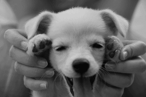 Cute Pup Pics GIFs