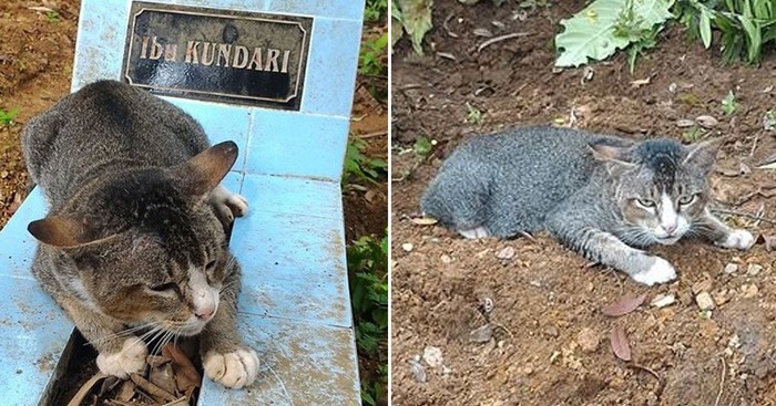 Heartbroken cat spends YEAR living by dead owner's grave - World