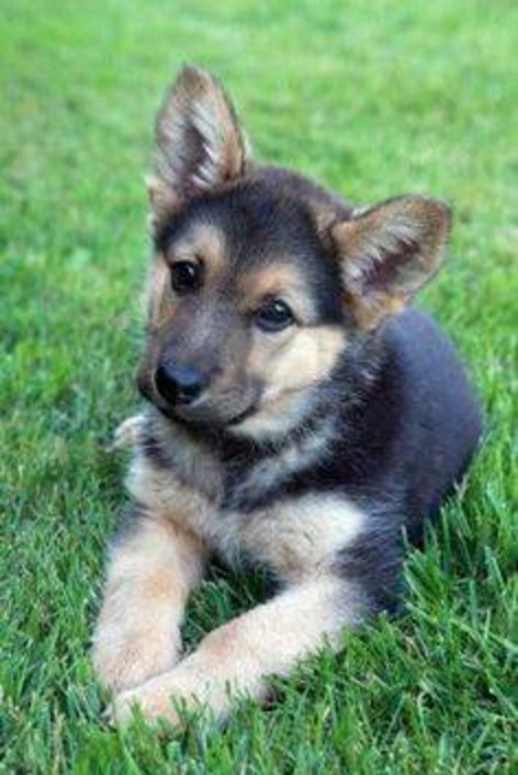 Cutest Of Dogs