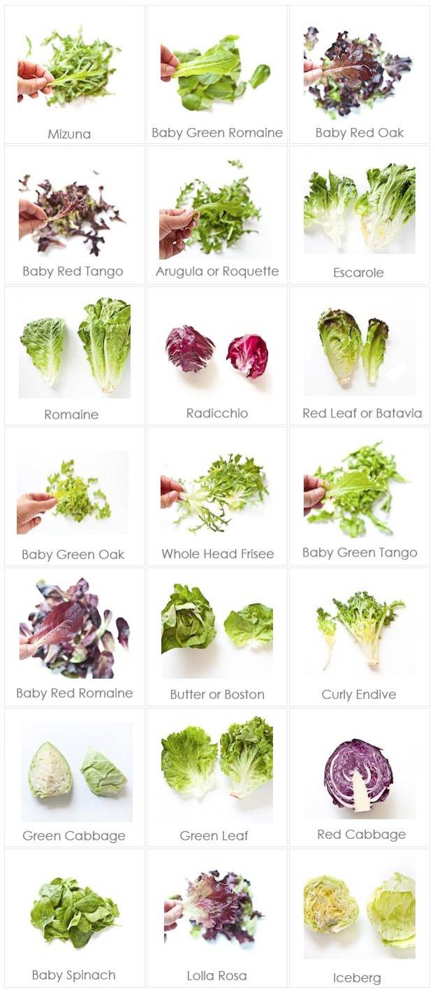 Various pictures of lettuce salad