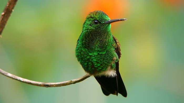 30000 Green Bird Pictures  Download Free Images on Unsplash