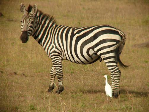 Zebra