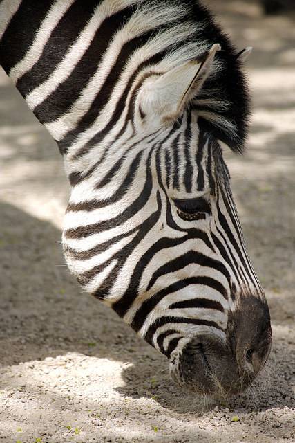 Zebra