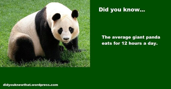 Amazing Facts You Didnt Know About Animals Amazing Facts You Didnt Know About Animals
