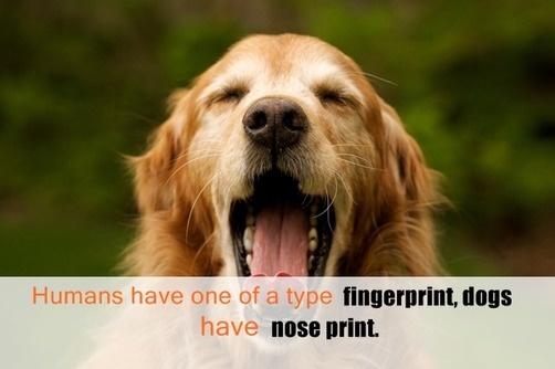 Amazing Facts You Didnt Know About Animals Amazing Facts You Didnt Know About Animals