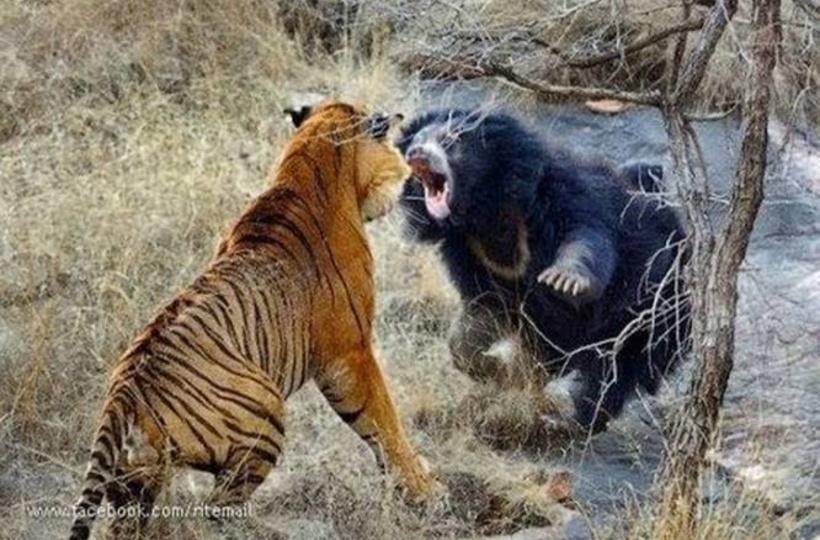 Biggest Wild Animal Fights !!