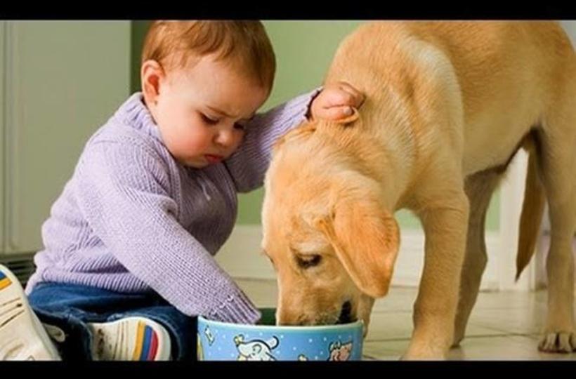Funny Babies Imitating Dogs - Cute Dog & Baby Compilation