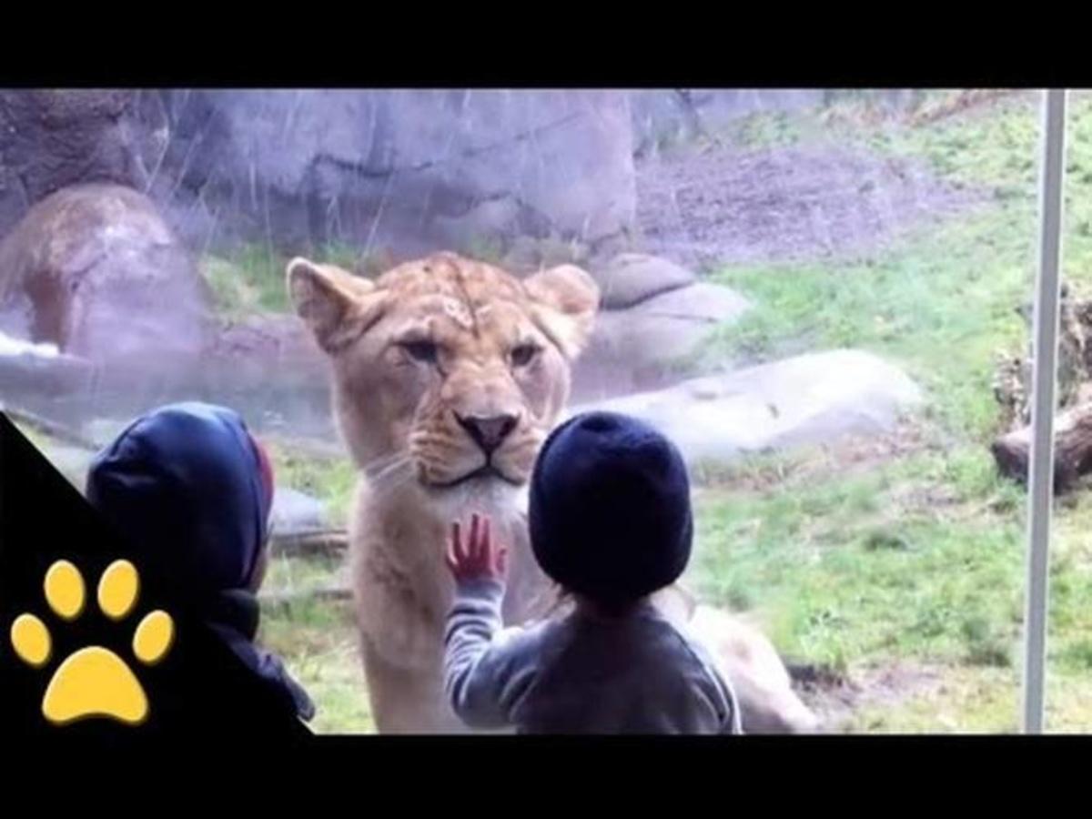 Funny Video: When Kids Go To The Zoo