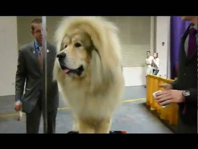 Tibetan mastiff show sales dog