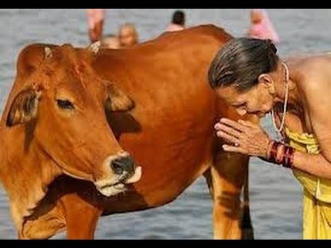 Indian Worship Cow In Hinduism Why We Worship Cow