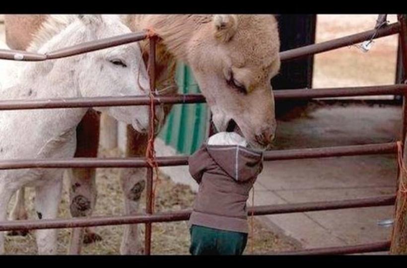 The Very Funniest And Best ANIMAL Moments #8 - Funny Animal Compilation -  Watch & Laugh!