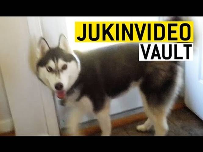 Funniest outlet husky videos