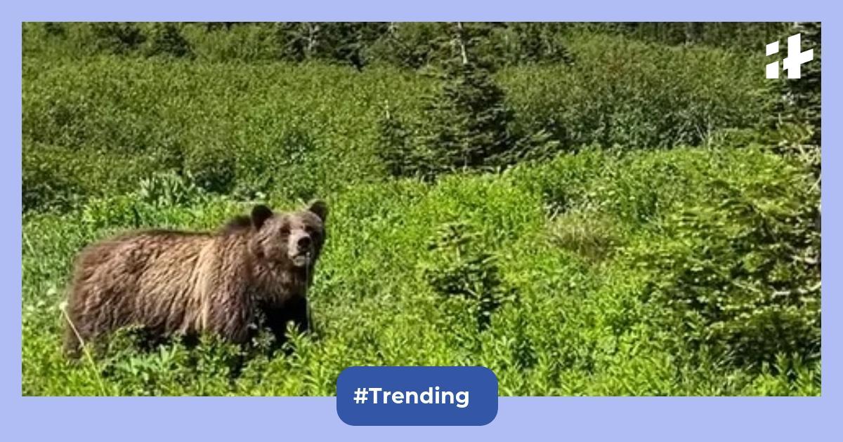 Viral video: Terrifying moment hiker encounters a grizzly bear in the wild