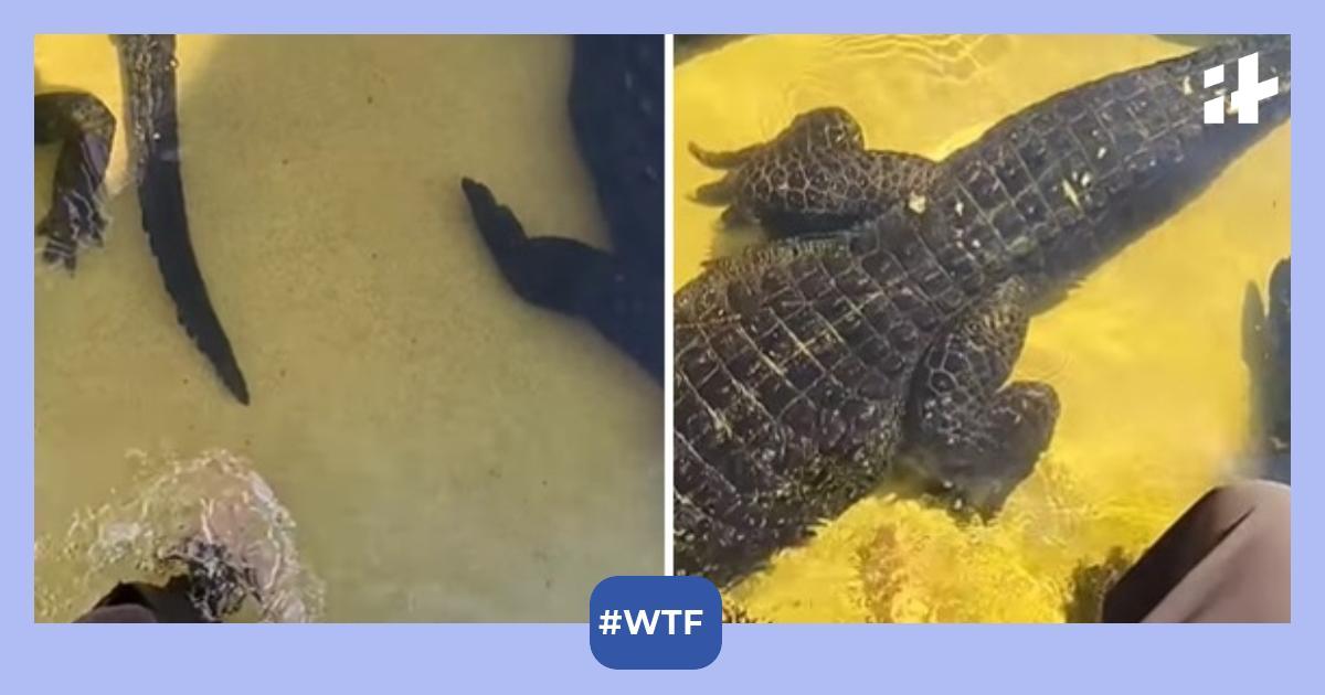 Man walks between alligators in the pond