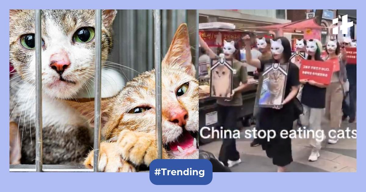 'China, stop eating cats': Protest in Seoul sparks global animal rights debate; receives mixed reactions