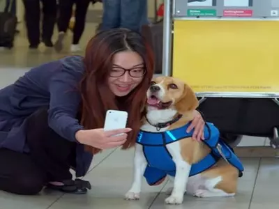 klm-airlines-beagle-dog-lost-and-found-ad
