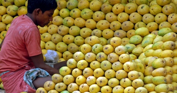 '45 Pathans' Guard Precious Mango Orchards In Gujarat's Hafoos Hub!