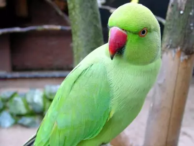 parrot abuses 85-year-old arrested