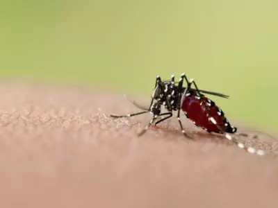 14 Must Know Facts About Dengue Prevention