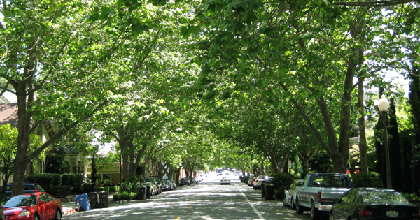Did You Know That Trees Can Sometimes Worsen Air Pollution And Affect ...