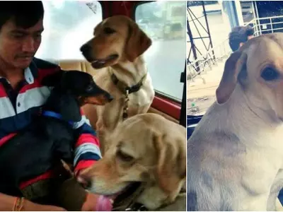These Guys Are Rescuing Dogs From Chennai Floods And Are Doing A Damn Great Job At It!