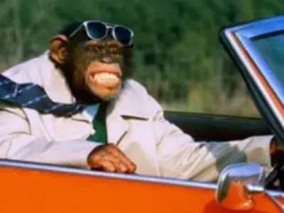 Monkey Takes UPSRTC Bus For A Drive