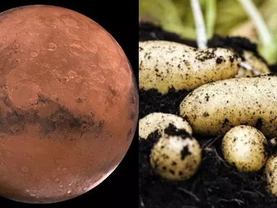 NASA Is Planning To Grow Potatoes On Earth Under Mars-Like Conditions