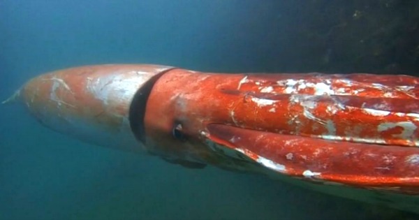 In A Rare Sighting, A 12-Feet-Long Giant Squid Pictured Off Japan And ...