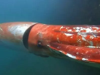 Giant Squib