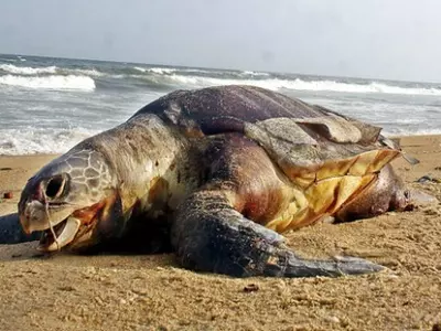 Deaths Of Olive Ridley Turtles On A Rise, Thousands Of Carcasses Found Washed Ashore