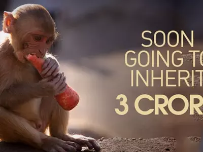 A Pet Monkey In Rae Bareli Will Soon Become A Millionaire!