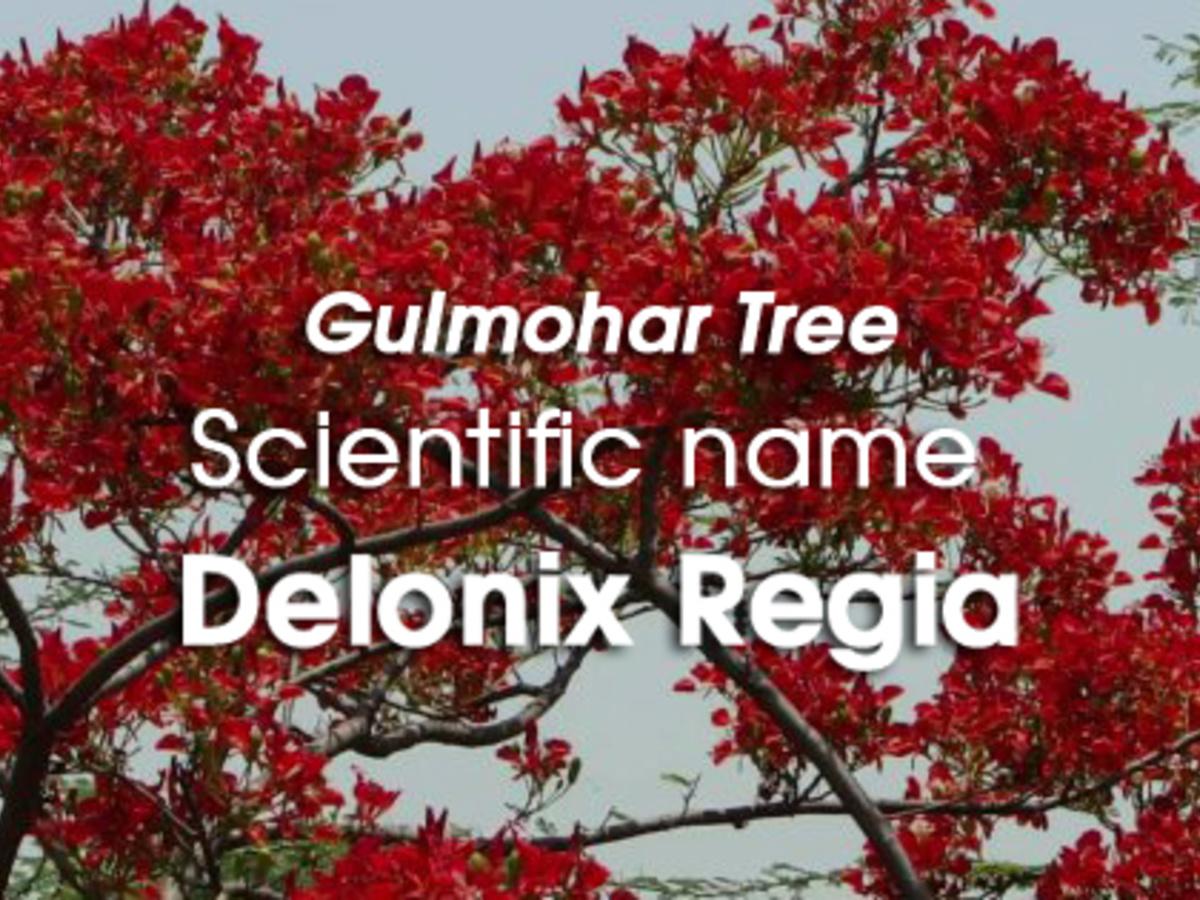 common names of trees