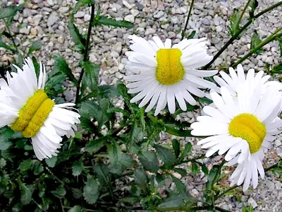 fukushima mutant daisies