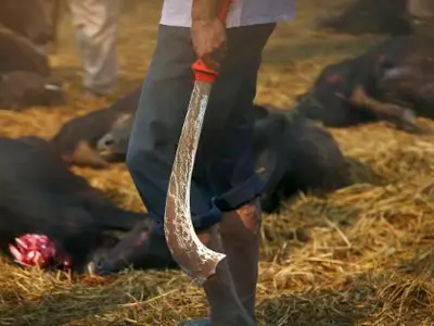 Nepal Gadhimai Festival Bans Animal Sacrifice