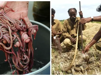 worm irula tribe
