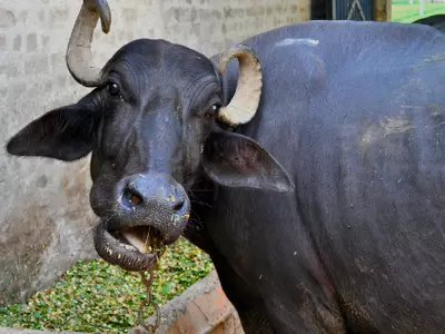 azam khan's buffalo thief found