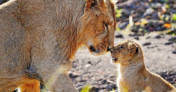 India's Lions May Be An Endangered Species But Why Are They Drowning To ...